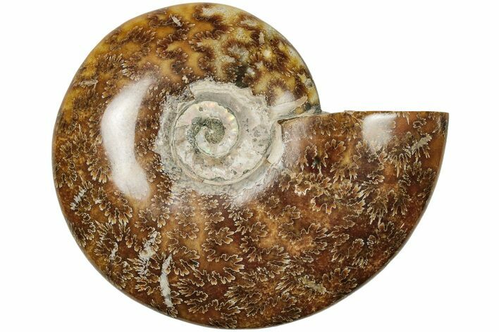 Polished Ammonite (Cleoniceras) Fossil - Madagascar #205129